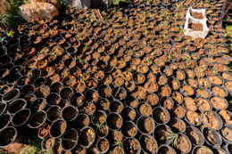 Al-Arz;Iris;Iris-Cedreti;Kaleidos;Kaleidos-images;Lebanon;Middle-East;Near-East;Proche-Orient;Tarek-Charara;Flowers;Endemic;Endangered-species;Endemic-species;Critically-endangered;Critically-endangered-species